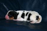 EVOLUTION CHIOT CAVALIER KING
